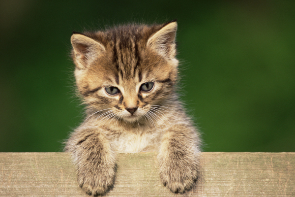 黑旋风杀虫剂对猫有害吗？养猫家庭驱虫建议及注意事项！