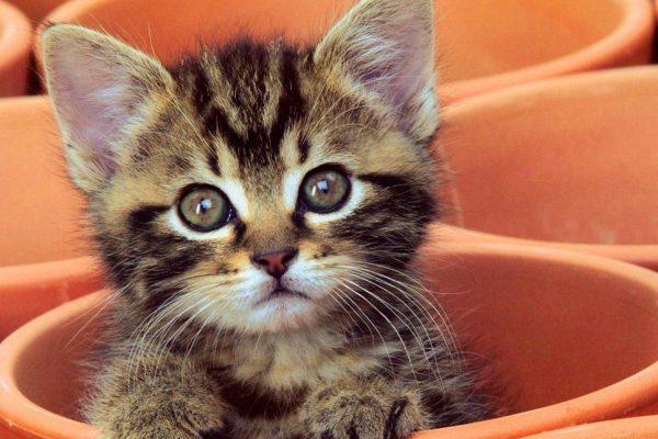 黑旋风杀虫剂对猫有害吗？养猫家庭驱虫建议及注意事项！